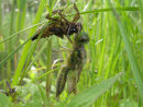 Four Spot Chaser emerging