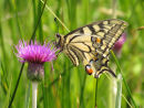Swallowtail butterfly on knapweed