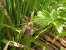 Spider with egg sack