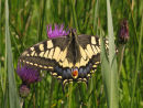 Swallowtail butterfly