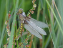 Broad Bodied Chaser dragonfly covered in dew at 04:42