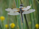 Four Spotted Chaser covered in dew at 05:21