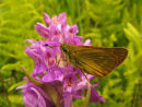 Large Skipper and Marsh orchid