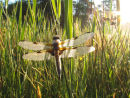 Four Spot Chaser covered in dew!