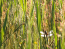 Dragonfly hiding in the fen meadow