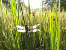 Four spotted chaser & early morning dew