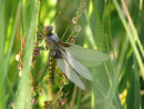 Broad Bodied Chaser covered in dew