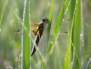 Four Spot Chaser