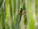 Four Spot Chaser