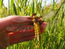 Broad Bodied Chaser in the hand
