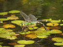 Wildlife Pond