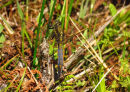 Black tailed skimmer
