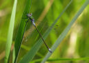 Emerald damselfly