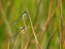 Blue tail damselflies mating
