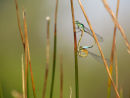 Blue tail damselflies mating