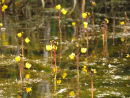 Greater Bladderwort