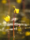 Greater Bladderwort
