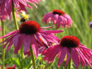 Gardens Great & Small