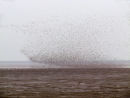 Birds at Snettisham, Norfolk