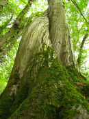 Hornbeam