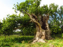 Old Oak
