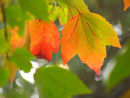 Acer - Red Sunset