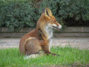 Fox!