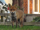 Fox!