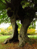 Hornbeam