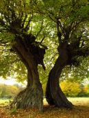Hornbeam