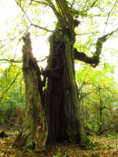 Hollow Field Maple