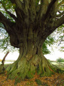 Ancient Hornbeam