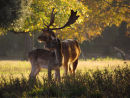 Fallow Deer
