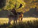 November