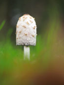 Shaggy Ink Cap