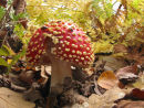 Fly Agaric