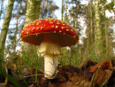 Fly Agaric