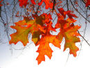 Autumn leaves