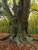 Beech tree
