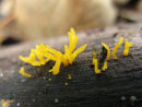 Small Stagshorn