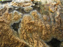 Lichenised fungi