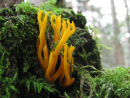 Yellow Stagshorn fungi