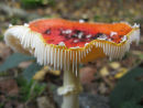 Fly Agaric
