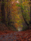 Autumn Beech colour