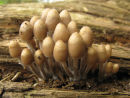 Fungi!