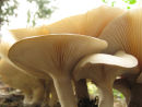 Fungi!