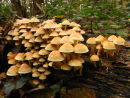 Sulphur or Brick tuft fungi