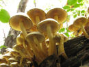 Sulphur or Brick tuft fungi