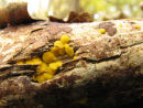 Lemon disco fungi