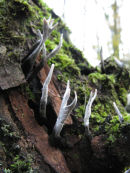 Candle snuff fungi
